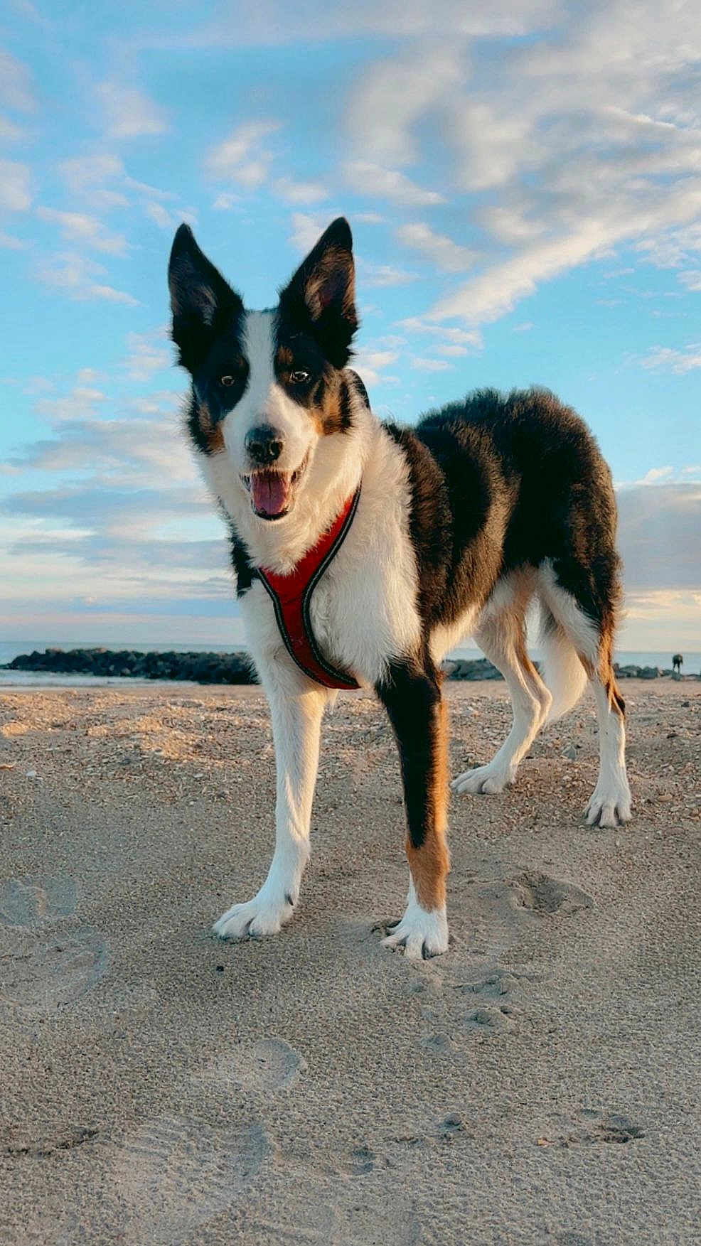 Jean-Jacques Roth a rejoint le concours — aidez-le/la à gagner de superbes lots ! animal, beach, canine, clouds, daytime, dog, ears, friendly, happy, harness, muzzle, nature, outdoor, pet, playful, portrait, sand, sky, summer, walking