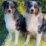 Nanouk Et Paulette a rejoint le concours — aidez-le/la à gagner de superbes lots ! dog, australian_shepherd, blue_eyes, outdoor, greenery, yellow_quilt, pet, animal, fur, sitting, companion, canine, two_dogs, nature, portrait, cute, fluffy, alert, friendly, domestic_animal
