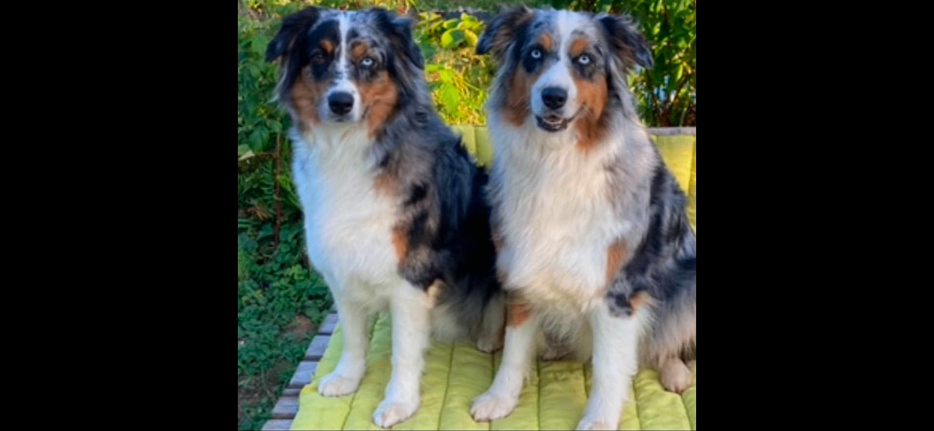 Nanouk Et Paulette a rejoint le concours — aidez-le/la à gagner de superbes lots ! dog, australian_shepherd, blue_eyes, outdoor, greenery, yellow_quilt, pet, animal, fur, sitting, companion, canine, two_dogs, nature, portrait, cute, fluffy, alert, friendly, domestic_animal