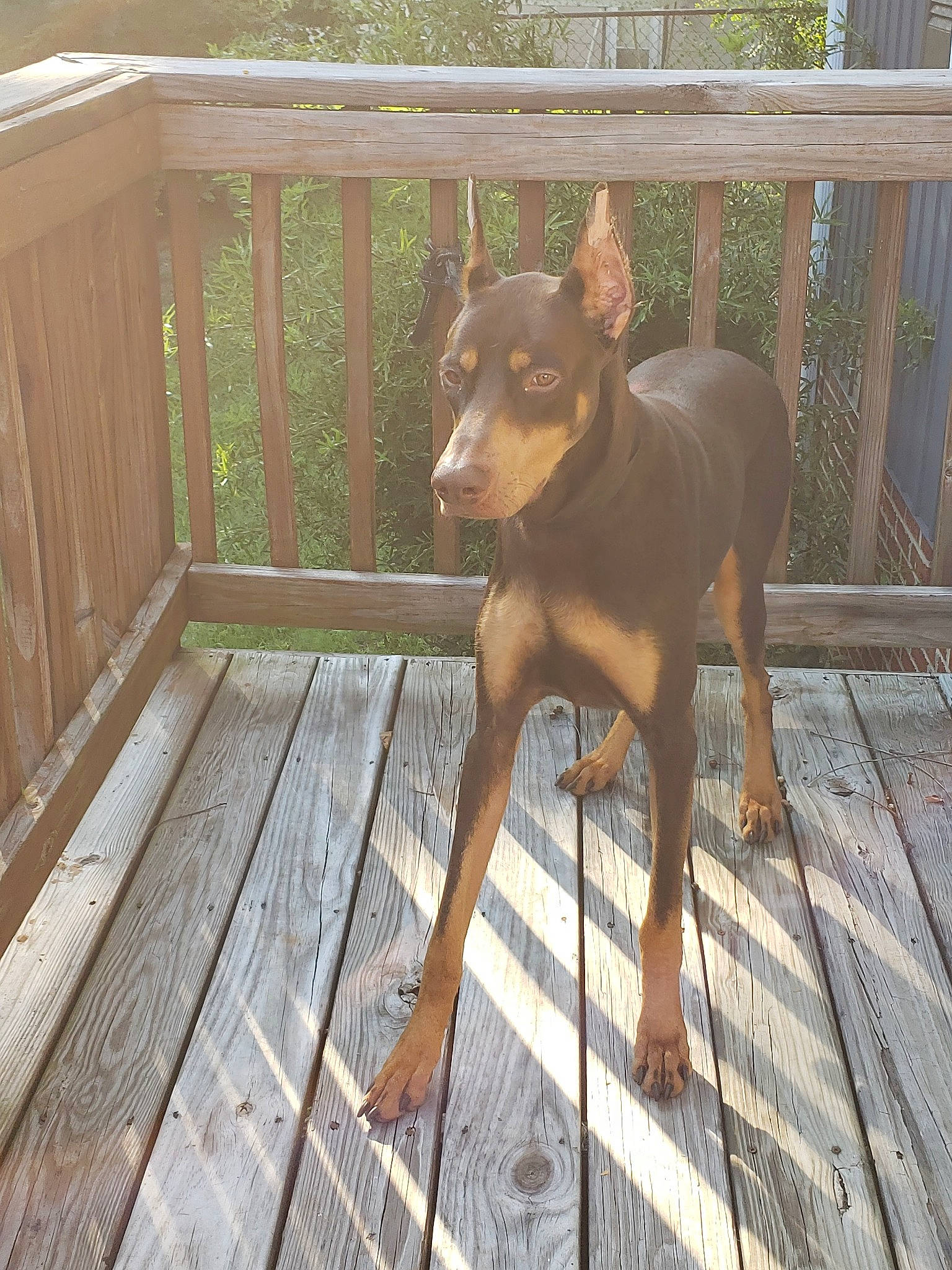 Maximus is registered to the contest to win money with this photo: australian_kelpie, black_and_tan_terrier, canidae, carnivore, dobermann, dog, dog_breed, english_toy_terrier, fawn, german_pinscher, guard_dog, hunting_dog, mammal, miniature_pinscher, pinscher, prazsky_krysarik, toy_dog, toy_manchester_terrier, vertebrate, working_dog