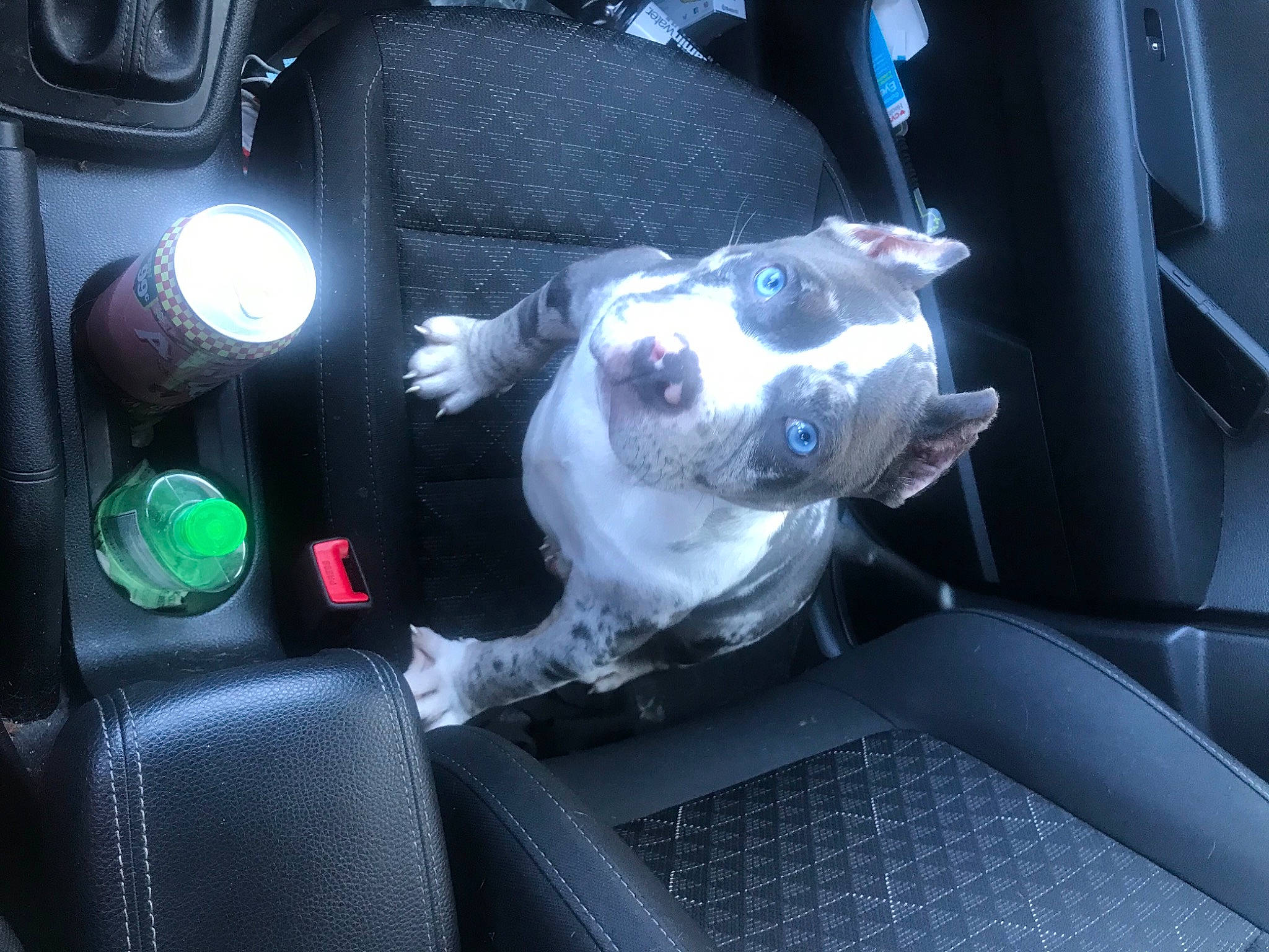 Blue Moon joined the competition — help win amazing prizes! canidae, car_seat, carnivore, collar, companion_dog, dog, dog_breed, non_sporting_group, silver, snout, teal, toy, vehicle_door, working_animal, working_dog