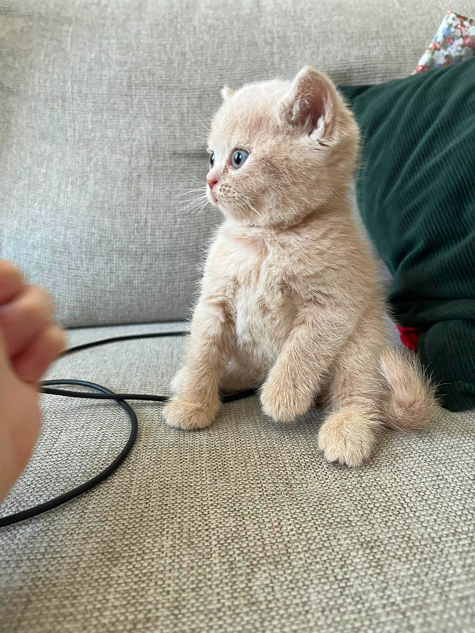 Woody participe au concours pour gagner de l'argent avec cette photo : carnivore, cat, claw, comfort, domestic_short_haired_cat, fawn, felidae, flooring, foot, fur, gesture, hand, nail, paw, sitting, small_to_medium_sized_cats, snout, tail, whiskers, wool