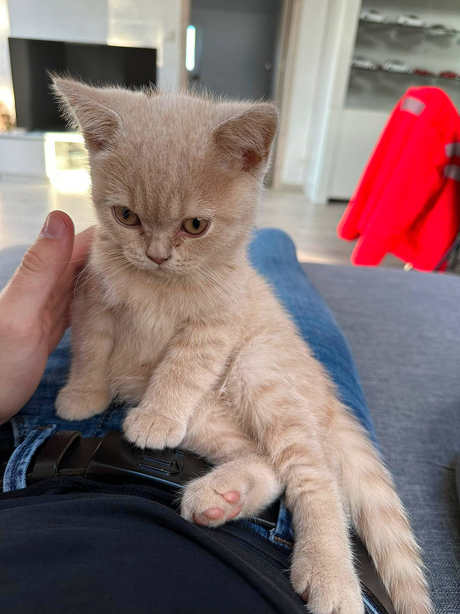 Woody participe au concours pour gagner de l'argent avec cette photo : carnivore, cat, claw, comfort, domestic_short_haired_cat, ear, fawn, felidae, foot, fur, gesture, nap, paw, sitting, small_to_medium_sized_cats, snout, tail, whiskers