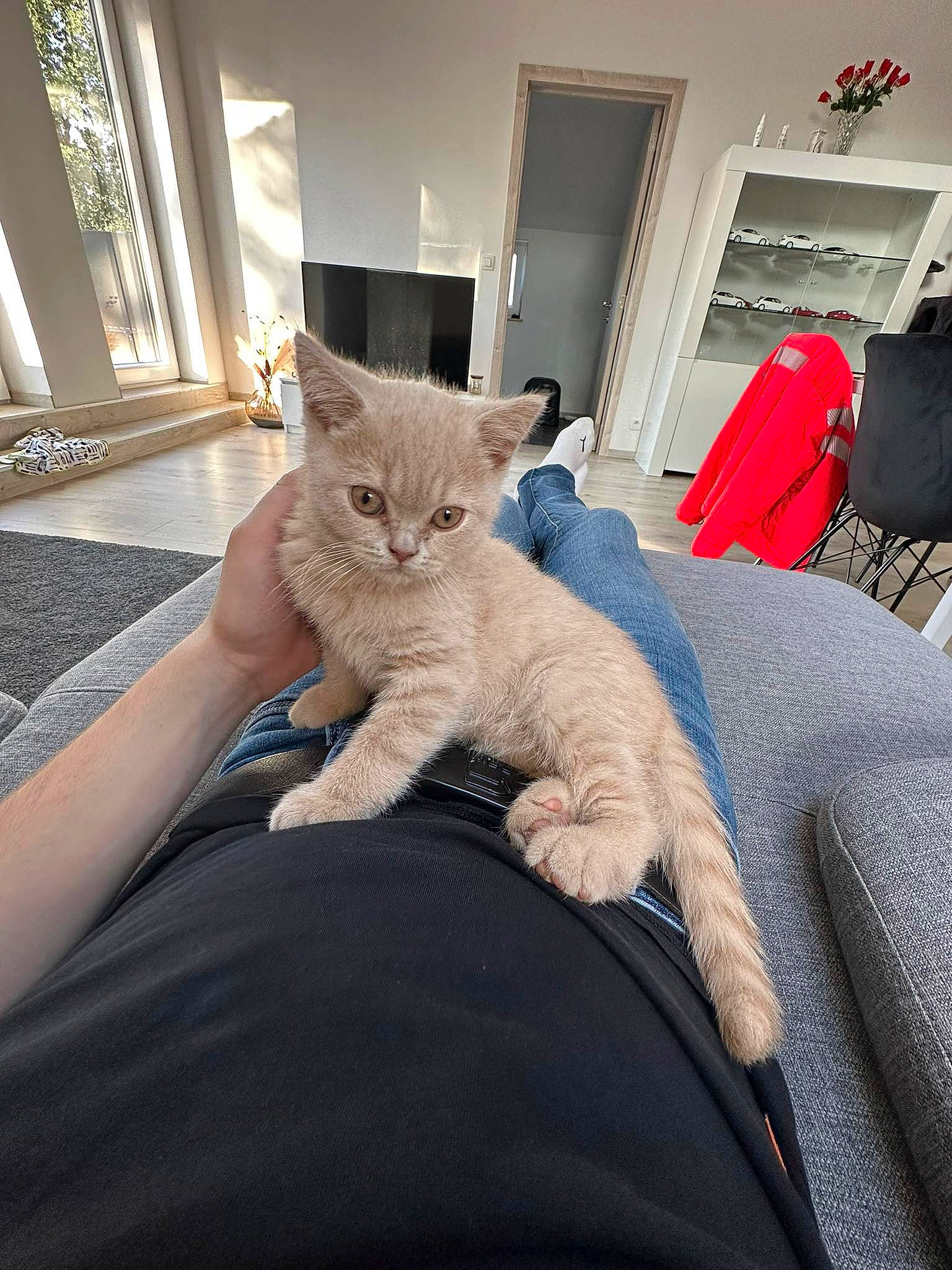 Woody a rejoint le concours — aidez-le/la à gagner de superbes lots ! bed, bedding, bedroom, carnivore, cat, comfort, domestic_short_haired_cat, door, fawn, felidae, flooring, fur, grey, human_leg, linens, room, sitting, small_to_medium_sized_cats, tail, whiskers