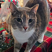 Athena joined the competition — help win amazing prizes! cat, tabby_cat, white_paws, green_eyes, pink_nose, table, tablecloth, plaid, holiday_decorations, kitchen, window, indoor, pet, curious, feline, whiskers, domestic_animal, festive, christmas, decor