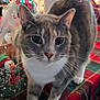 cat, tabby_cat, white_paws, green_eyes, pink_nose, table, tablecloth, plaid, holiday_decorations, kitchen, window, indoor, pet, curious, feline, whiskers, domestic_animal, festive, christmas, decor