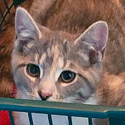 Luna is registered to the contest to win money with this photo: cat, close_up, pet, animal, curious, basket, indoor, feline, ears, whiskers, face, fur, cute, looking, resting, household, domestic, soft_light, cozy, background