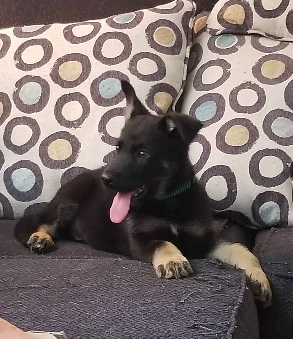 Buster joined the competition — help win amazing prizes! canidae, carmine, carnivore, comfort, companion_dog, dog, dog_breed, fawn, fur, grey, guard_dog, linens, pattern, paw, room, sitting, sporting_group, tail, tints_and_shades, working_animal