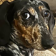 Arlo joined the competition — help win amazing prizes! dog, dachshund, close_up, pet, curious, speckled_fur, brown, black, resting, blanket, cushion, indoor, animal, canine, portrait, fur, ears, snout, eyes, home