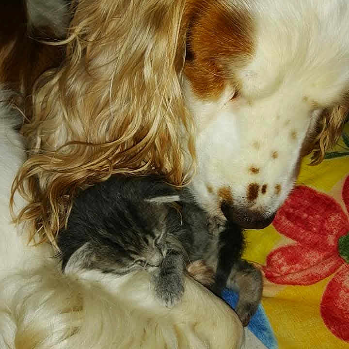 Quiri participe au concours pour gagner de l'argent avec cette photo : animal, blanket, brown_and_white_dog, close_up, companion, cozy, cute, dog, domestic, flower_pattern, friendship, fur, gentle, gray_kitten, indoor, kitten, pet, resting, sleeping, snuggling