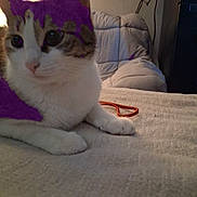 Krashlyn joined the competition — help win amazing prizes! cat, indoor, blanket, feline, pet, cozy, relaxed, fur, animal, chair, home, resting, whiskers, cute, domestic, soft, light, comfort, tabby, bedspread