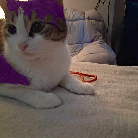 Krashlyn joined the competition — help win amazing prizes! cat, indoor, blanket, feline, pet, cozy, relaxed, fur, animal, chair, home, resting, whiskers, cute, domestic, soft, light, comfort, tabby, bedspread