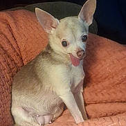 Lilly joined the competition — help win amazing prizes! animal, blanket, chihuahua, companion, cozy, cute, cute_pet, dog, domestic_animal, ears, fur, indoor, orange_blanket, pet, playful, relaxed, sitting, small_dog, snout, tongue_out