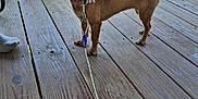 Jasmine joined the competition — help win amazing prizes! dog, small_dog, chihuahua_mix, pet, canine, porch, wooden_deck, leash, collar, flower_accessory, standing, ears_up, backyard, grass, railing, sunny, shoe_sock, human_foot, closeup, outdoor