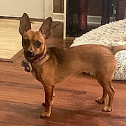 Jasmine joined the competition — help win amazing prizes! dog, small_dog, chihuahua_mix, tan_coat, short_hair, standing, alert, ears_up, looking_at_camera, collar, tag, hardwood_floor, pet_bed, indoor, home_interior, doorway, rug, furniture, companion, pet