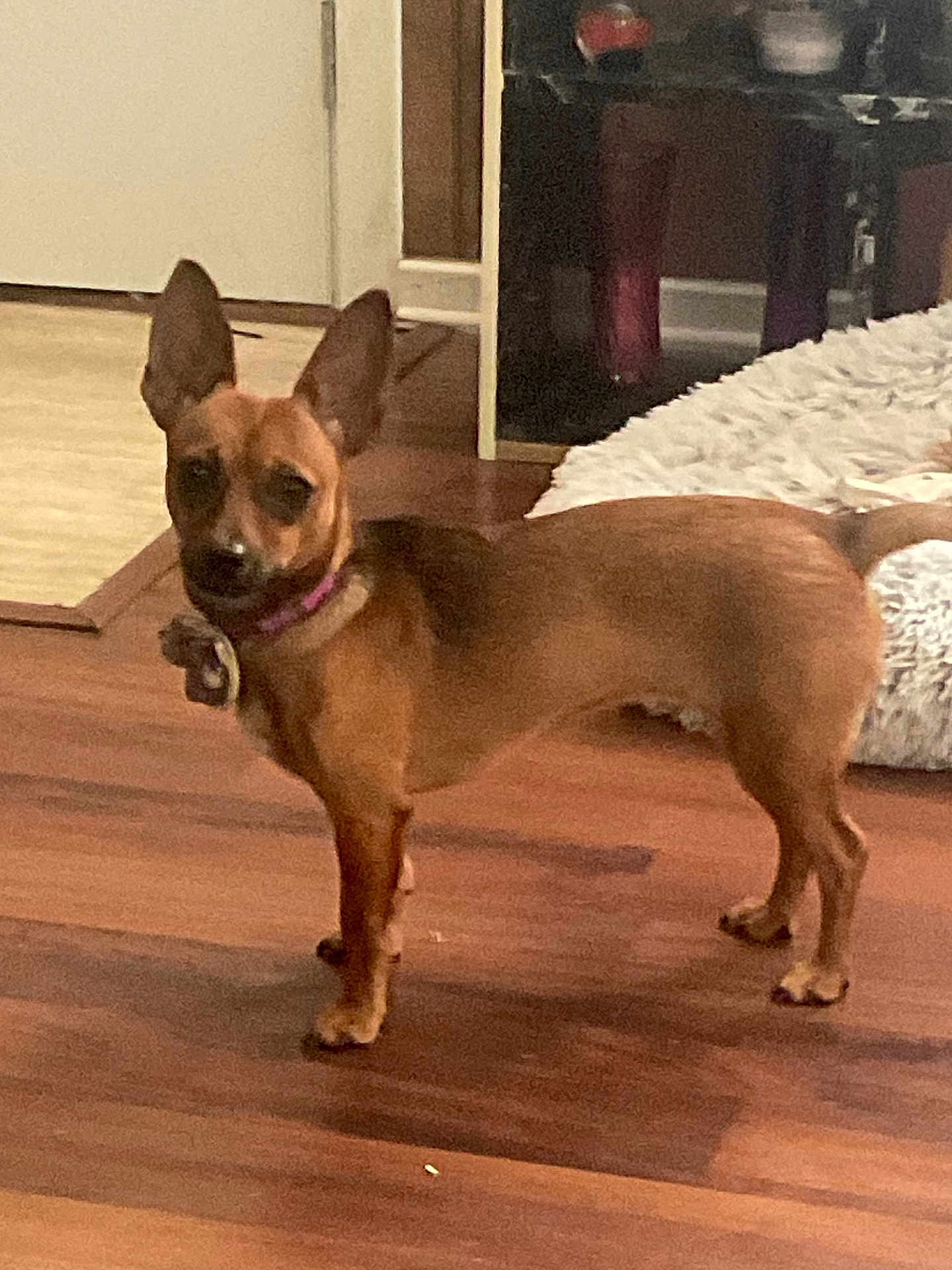Jasmine joined the competition — help win amazing prizes! dog, small_dog, chihuahua_mix, tan_coat, short_hair, standing, alert, ears_up, looking_at_camera, collar, tag, hardwood_floor, pet_bed, indoor, home_interior, doorway, rug, furniture, companion, pet