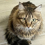 Abby is registered to the contest to win money with this photo: animal, cat, close_up, curious, cute, domestic, ears, feline, floor, fluffy, fur, green_eyes, indoor, looking_up, pet, portrait, sitting, tabby, tail, whiskers