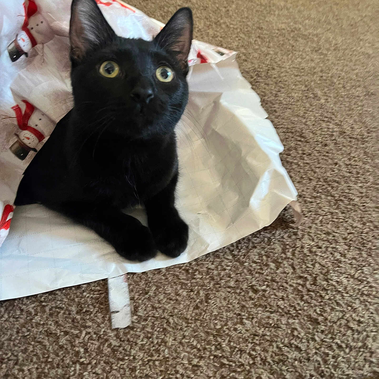 Skubal is registered to the contest to win money with this photo: animal, black_cat, black_fur, carpet, cat, close_up, curious, ears, gift_bag, home_interior, indoor, paws, pet, playful, portrait, sitting, snowman_print, whiskers, wide_eyes, wrapping_paper