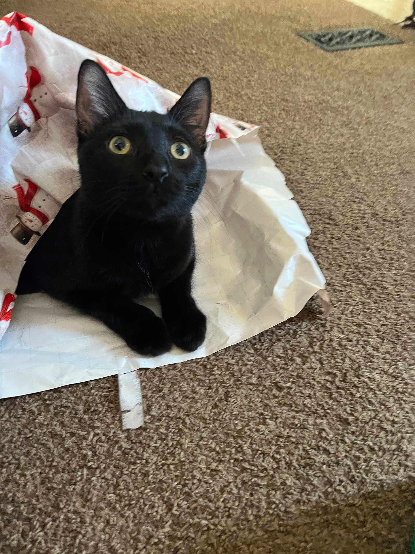 Skubal is registered to the contest to win money with this photo: black_cat, cat, pet, animal, gift_bag, wrapping_paper, carpet, indoor, curious, wide_eyes, sitting, paws, black_fur, ears, whiskers, close_up, portrait, home_interior, playful, snowman_print