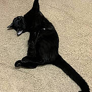 Skubal joined the competition — help win amazing prizes! cat, black_cat, carpet, pet, sleeping, stretched_out, tail, indoor, fur, whiskers, cute, relaxed, household, flooring, lying_down, paws, cozy, domestic_cat, feline, portrait