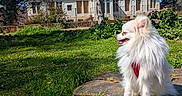 Winslow a rejoint le concours — aidez-le/la à gagner de superbes lots ! dog, white_dog, fluffy, tree_stump, grass, garden, house, blue_sky, sunny, outdoor, pet, canine, red_harness, nature, daylight, peaceful, tree, shrubbery, animal, portrait
