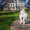 dog, white_dog, fluffy, tree_stump, grass, garden, house, blue_sky, sunny, outdoor, pet, canine, red_harness, nature, daylight, peaceful, tree, shrubbery, animal, portrait