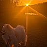 dog, sunset, outdoor, fluffy, white, animal, nature, path, sun, golden_hour, silhouette, leash, pet, grass, tree, sky, evening, warm_light, scenic, peaceful