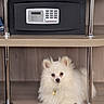 dog, pomeranian, white_fur, fluffy, pet, shelf, wooden_shelf, safe, security_box, indoor, animal, companion, cute, calm, relaxed, furniture, metal_poles, domestic, guarding, lying_down
