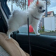 Winslow a rejoint le concours — aidez-le/la à gagner de superbes lots ! dog, white_dog, fluffy, small_dog, car_interior, car_window, leash, blanket, seat, curious, pet, animal, side_view, outdoor, tree, building, daytime, window, leash_attached, domestic_animal