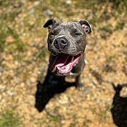 Blue a rejoint le concours — aidez-le/la à gagner de superbes lots ! dog, smiling, tongue_out, gray_dog, outdoor, sunlight, rocky_ground, happy, pet, animal, canine, closeup, playful, nature, daytime, shadow, excited, mammal, fur, ears