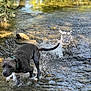 Blue participe au concours pour gagner de l'argent avec cette photo : dog, water, splash, stream, nature, outdoor, animal, black_dog, motion, playful, river, collar, wet, daylight, greenery, rocks, shallow_water, energy, active, summer
