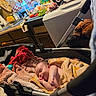 newborn, baby, child, sleeping, infant, stroller, dog, pet, indoors, kitchen, blanket, yellow_blanket, pink_blanket, portrait, lying_down, cuddling, vegetables, sink, household, cozy
