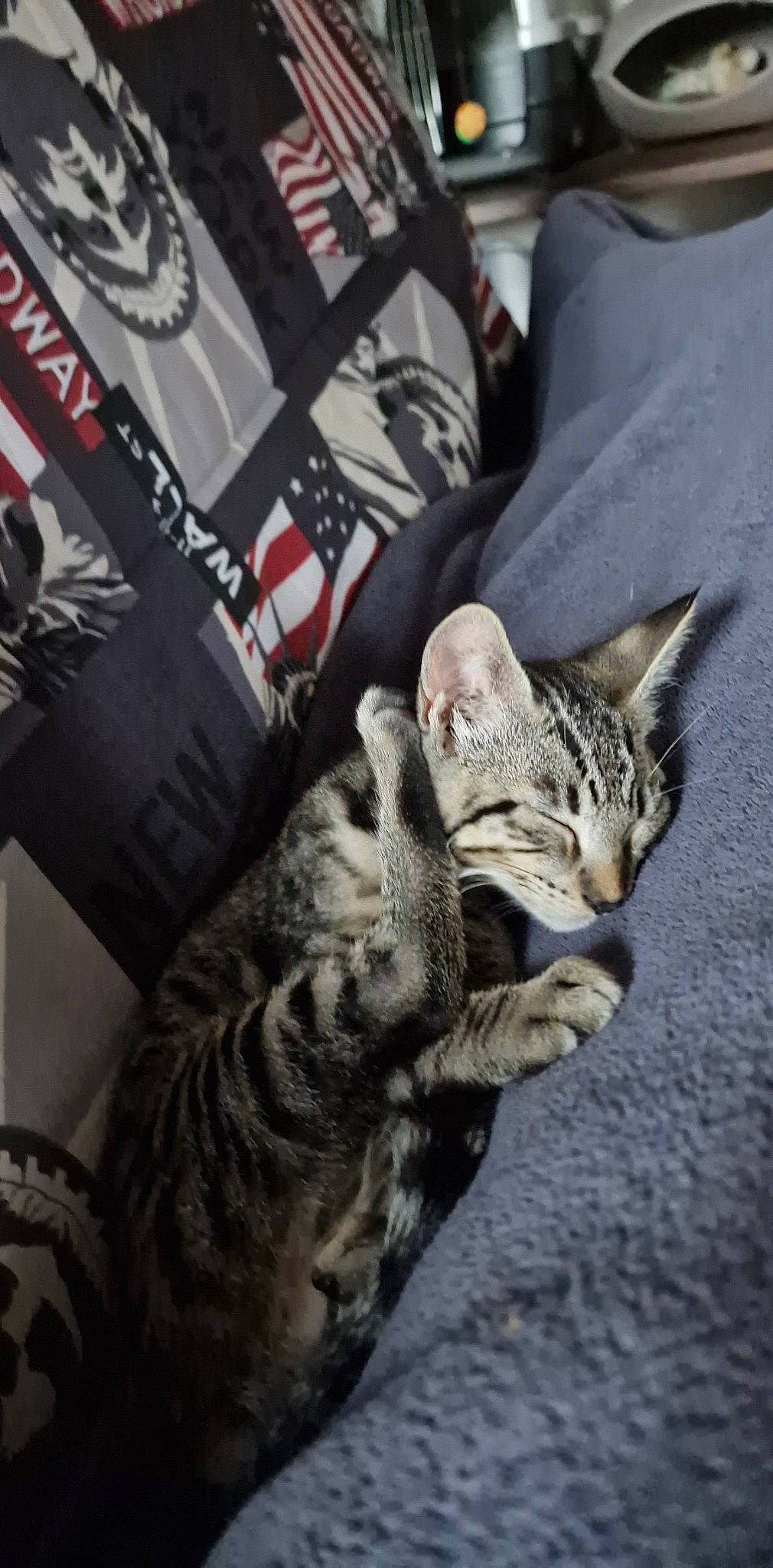 Tigrou a rejoint le concours — aidez-le/la à gagner de superbes lots ! carnivore, cat, claw, comfort, domestic_short_haired_cat, felidae, fur, grey, linens, military_camouflage, pattern, paw, pillow, sleeve, small_to_medium_sized_cats, tail, whiskers