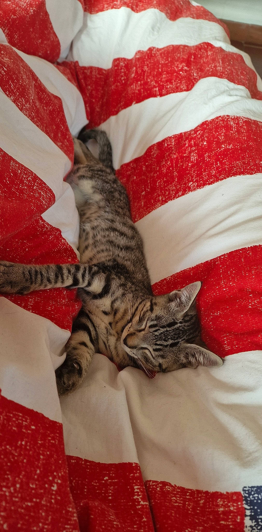 Tigrou a rejoint le concours — aidez-le/la à gagner de superbes lots ! bed, carmine, carnivore, cat, claw, comfort, domestic_short_haired_cat, felidae, fur, linens, nap, pattern, paw, room, sleep, small_to_medium_sized_cats, snout, tail, textile, whiskers