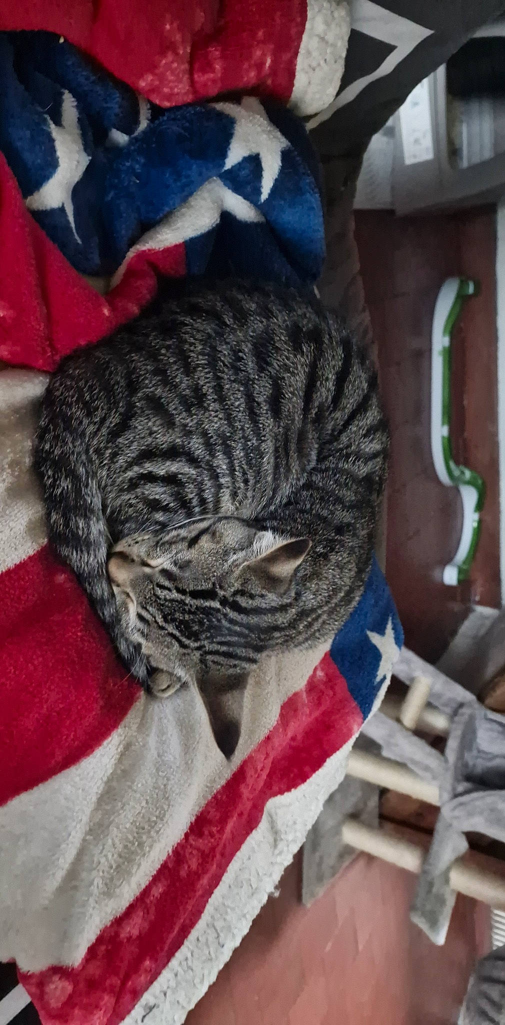 Tigrou a rejoint le concours — aidez-le/la à gagner de superbes lots ! carnivore, cat, domestic_short_haired_cat, felidae, fur, grey, pattern, rope, small_to_medium_sized_cats, tail, terrestrial_animal, textile, thread, tree, whiskers