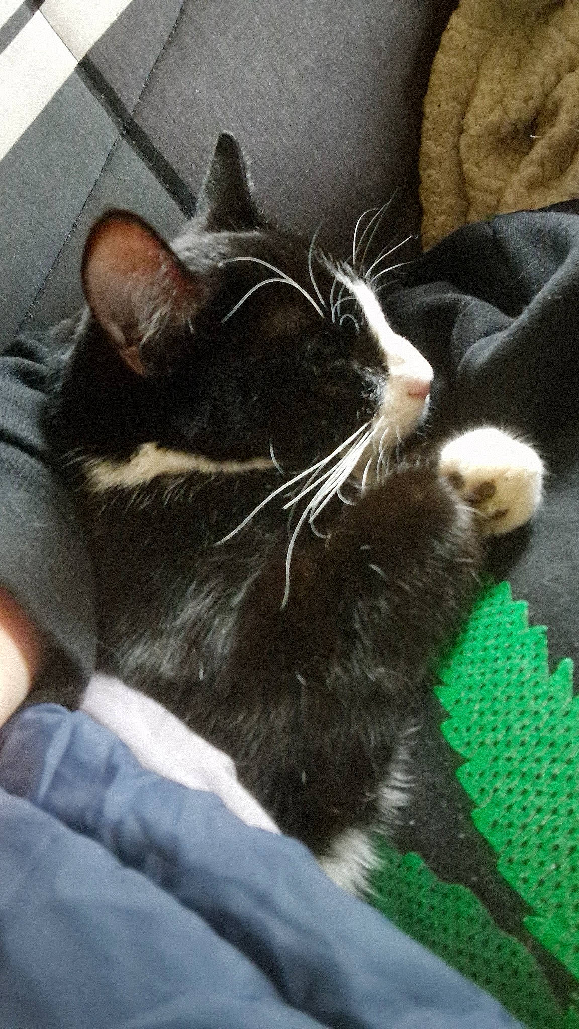 Tequila participe au concours pour gagner de l'argent avec cette photo : black_cat, carnivore, cat, claw, comfort, domestic_short_haired_cat, ear, felidae, foot, fur, nap, paw, sleep, small_to_medium_sized_cats, snout, tail, whiskers