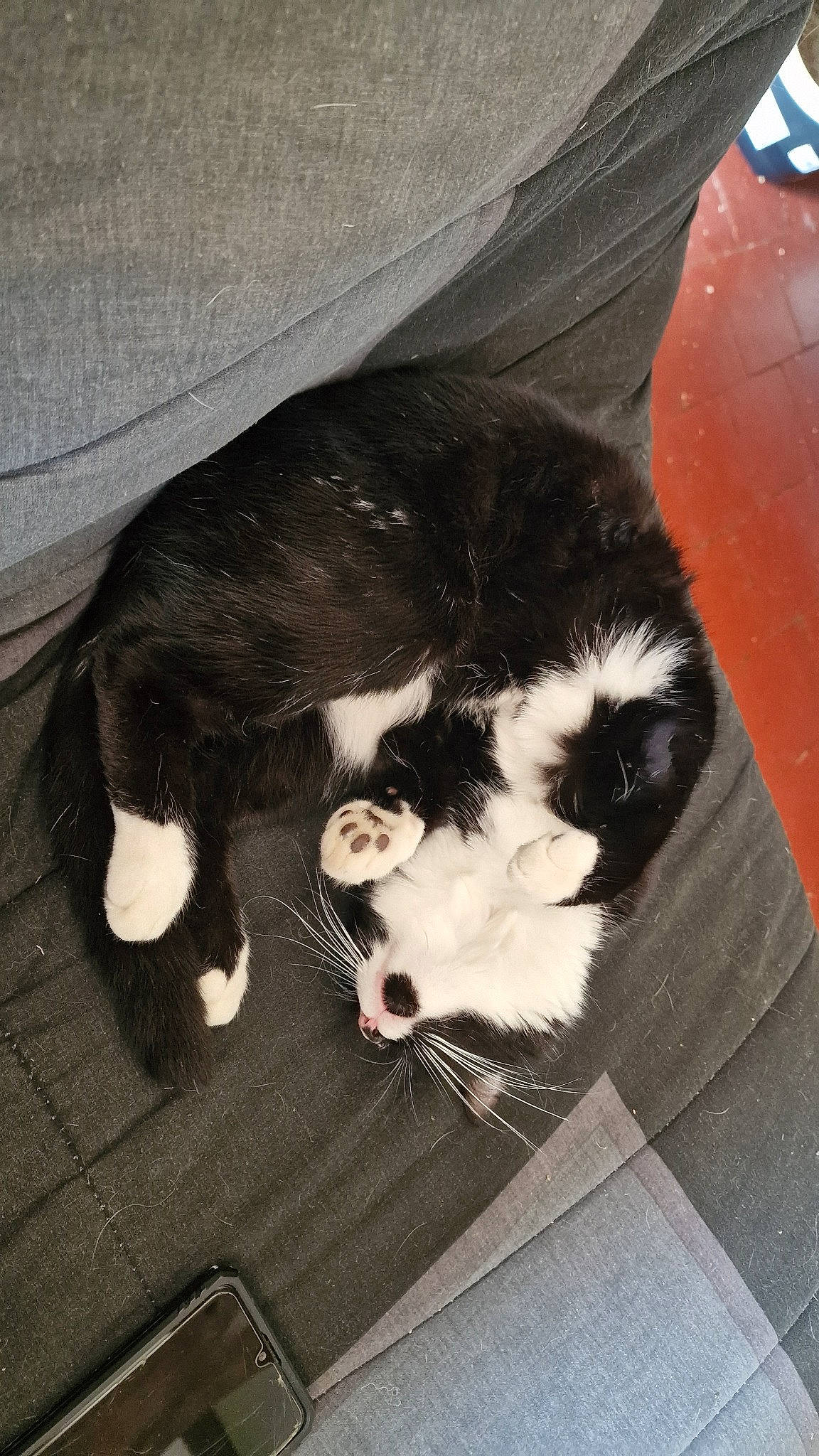 Tequila participe au concours pour gagner de l'argent avec cette photo : canidae, carnivore, cat, cat_supply, claw, comfort, companion_dog, dog_breed, domestic_short_haired_cat, felidae, fur, nap, paw, sleep, small_to_medium_sized_cats, snout, sporting_group, tail, terrestrial_animal, whiskers