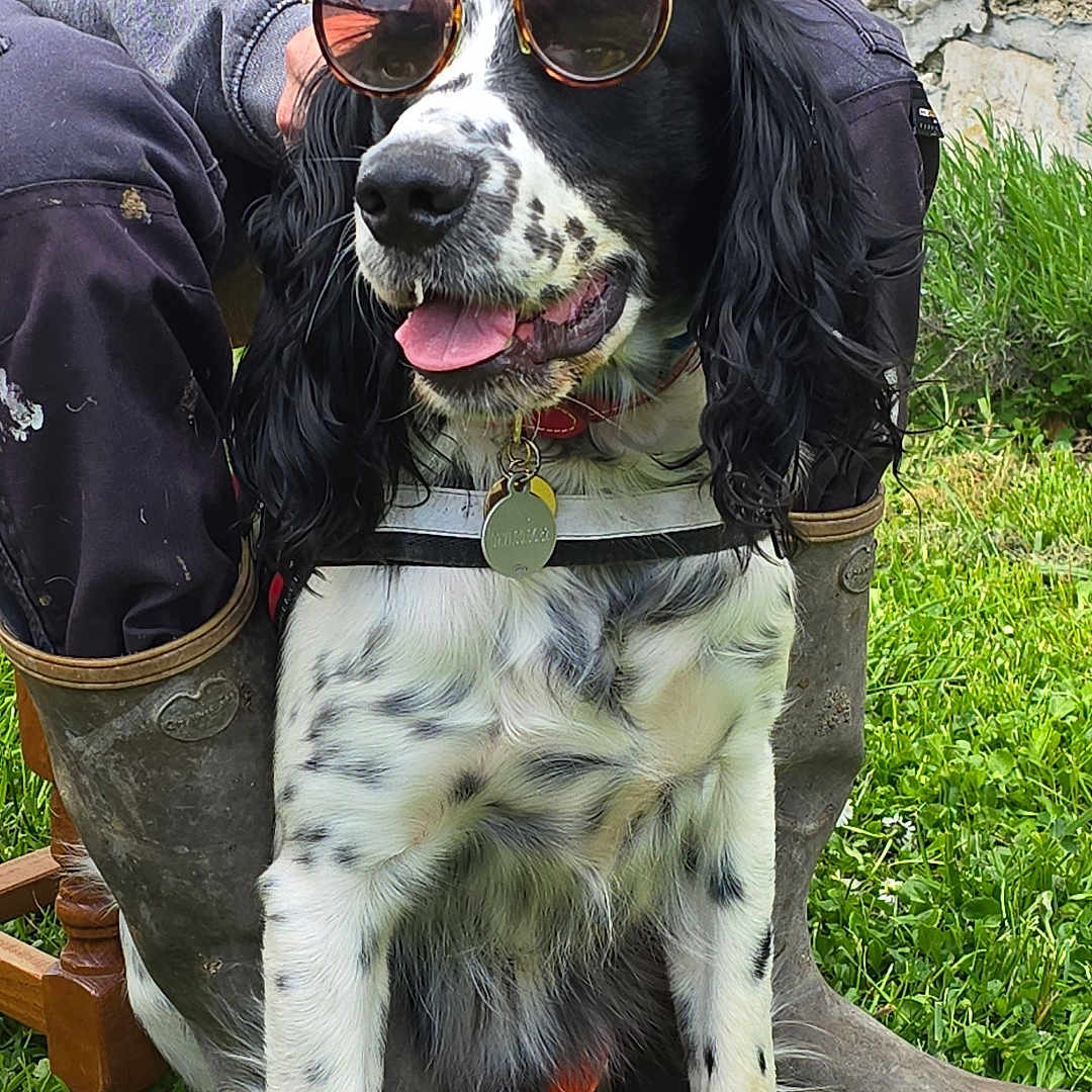 Stitch participe au concours pour gagner de l'argent avec cette photo : black_and_white, boots, casual, collar, dog, fur, garden, grass, happy, leash, nature, outdoor, person, pet, relaxed, spotted, spring, sunglasses, sunny, tongue_out