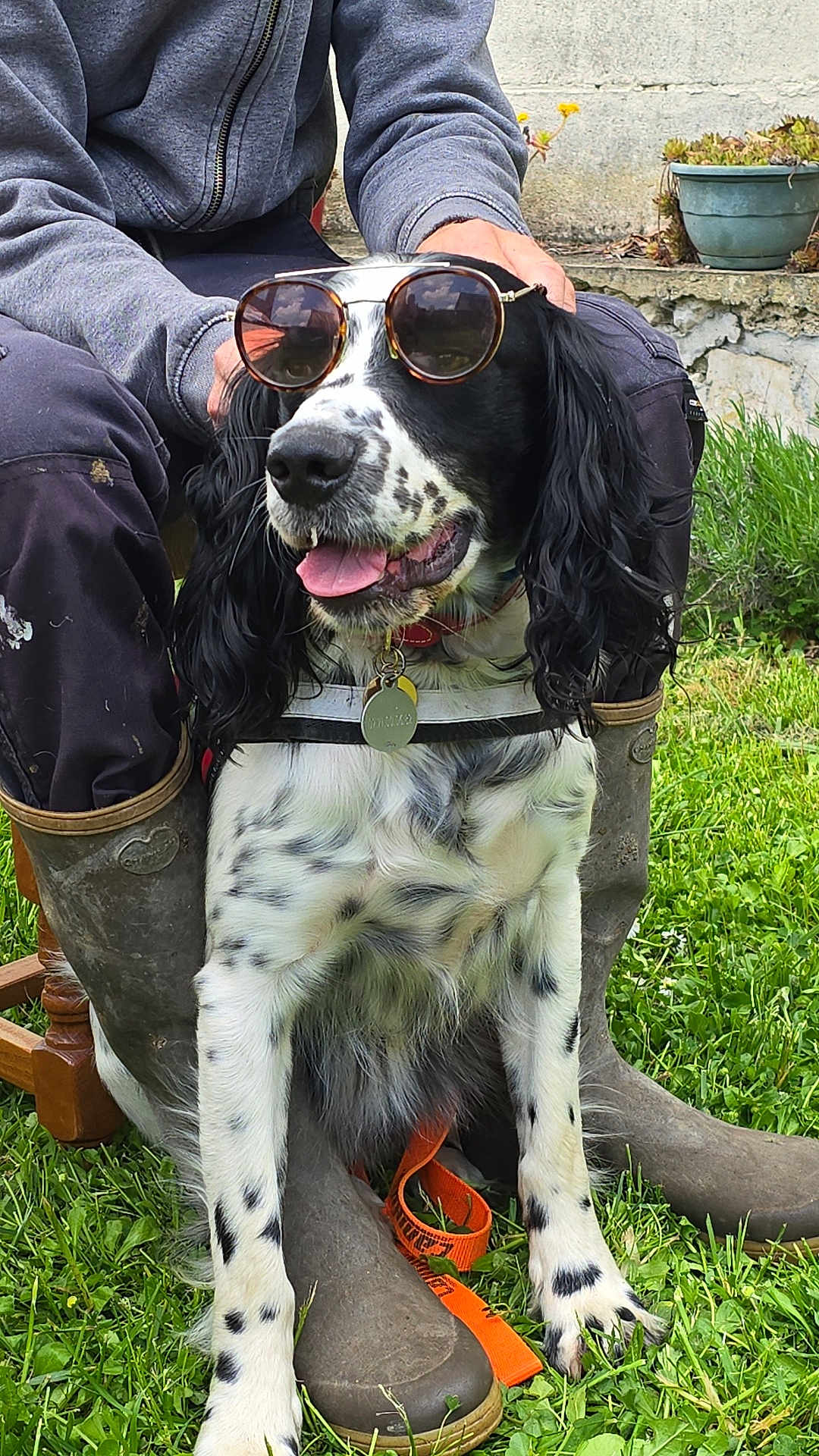Stitch participe au concours pour gagner de l'argent avec cette photo : dog, sunglasses, grass, boots, person, outdoor, pet, black_and_white, collar, leash, happy, tongue_out, spotted, fur, spring, casual, relaxed, garden, nature, sunny