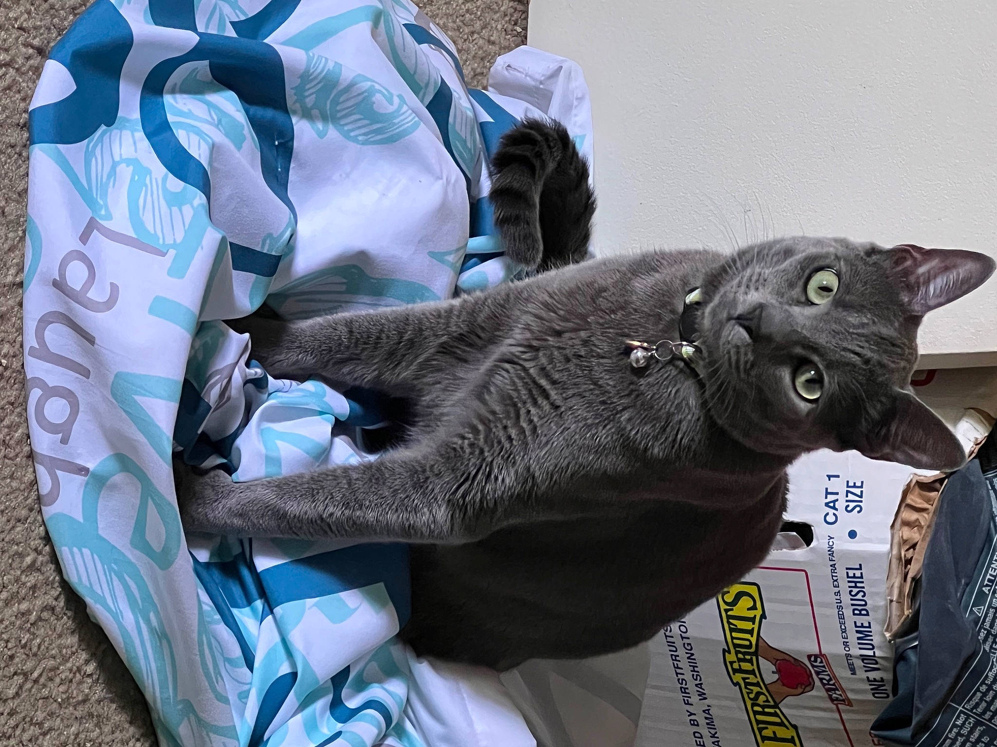 Mac is registered to the contest to win money with this photo: art, bag, black_cat, carmine, carnivore, cat, comfort, dog_breed, domestic_short_haired_cat, electric_blue, felidae, fur, grey, luggage_and_bags, plush, small_to_medium_sized_cats, snout, stuffed_toy, whiskers, working_animal