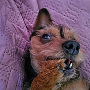 Perle a rejoint le concours — aidez-le/la à gagner de superbes lots ! dog, pet, close_up, paw, nose, eye, furry, quilt, blanket, brown, black, fur, animal, cute, lying_down, indoor, texture, soft, expression, playful
