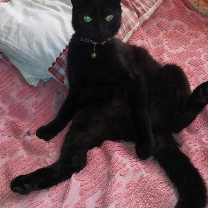 Brigitte Delpierre participe au concours pour gagner de l'argent avec cette photo : angora, animal, bed, bedroom, blackcat, blanket, cat, cushion, egyptiancat, furniture, homedecor, indoors, kitten, manx, pet, pillow, quilt, room