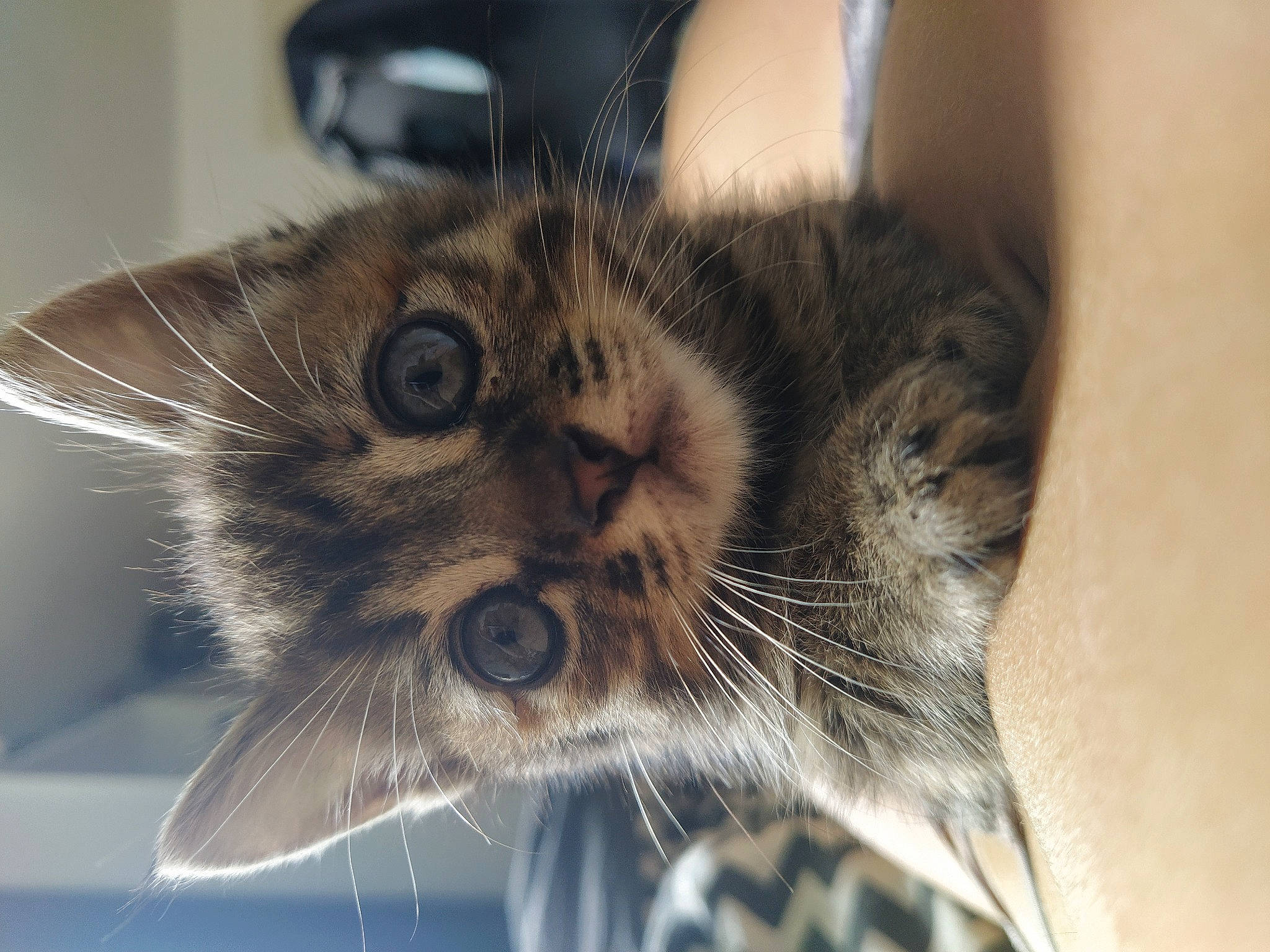 Rey participe au concours pour gagner de l'argent avec cette photo : american_shorthair, asian, carnivore, cat, close_up, domestic_short_haired_cat, dragon_li, european_shorthair, eye, felidae, fur, kitten, maine_coon, mammal, norwegian_forest_cat, nose, small_to_medium_sized_cats, snout, tabby_cat, whiskers