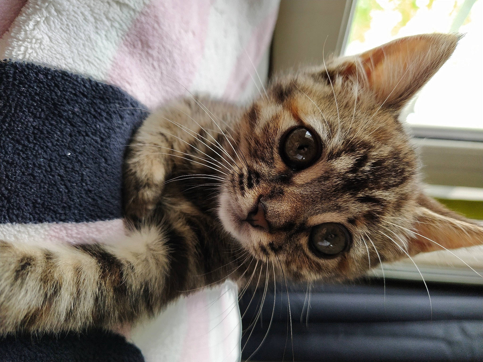 Rey participe au concours pour gagner de l'argent avec cette photo : american_shorthair, american_wirehair, asian, carnivore, cat, close_up, domestic_short_haired_cat, dragon_li, european_shorthair, eye, felidae, fur, kitten, mammal, paw, polydactyl_cat, small_to_medium_sized_cats, snout, tabby_cat, whiskers