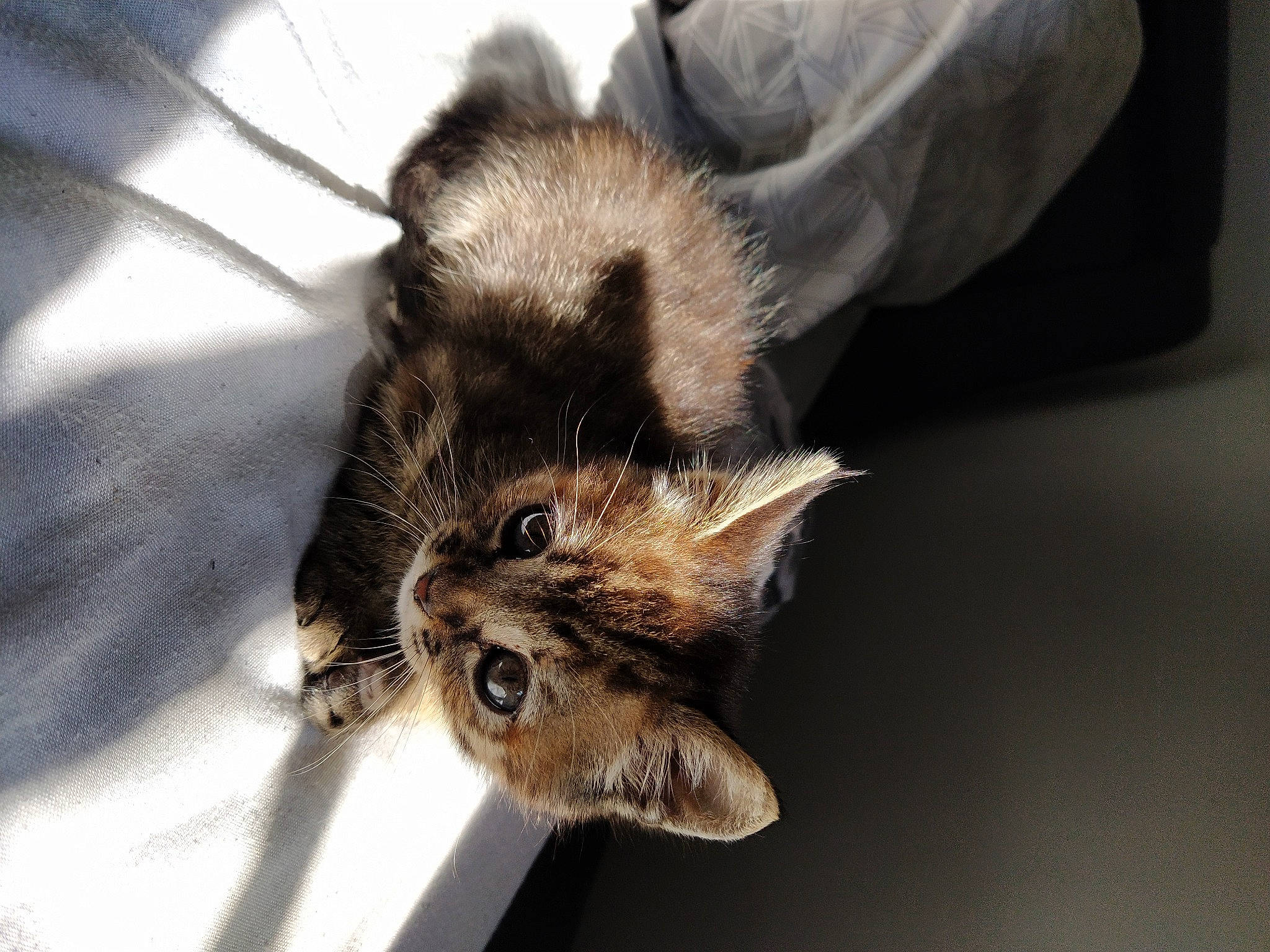 Rey a rejoint le concours — aidez-le/la à gagner de superbes lots ! bat, canidae, carnivore, cat, ear, felidae, fur, kitten, small_to_medium_sized_cats, whiskers