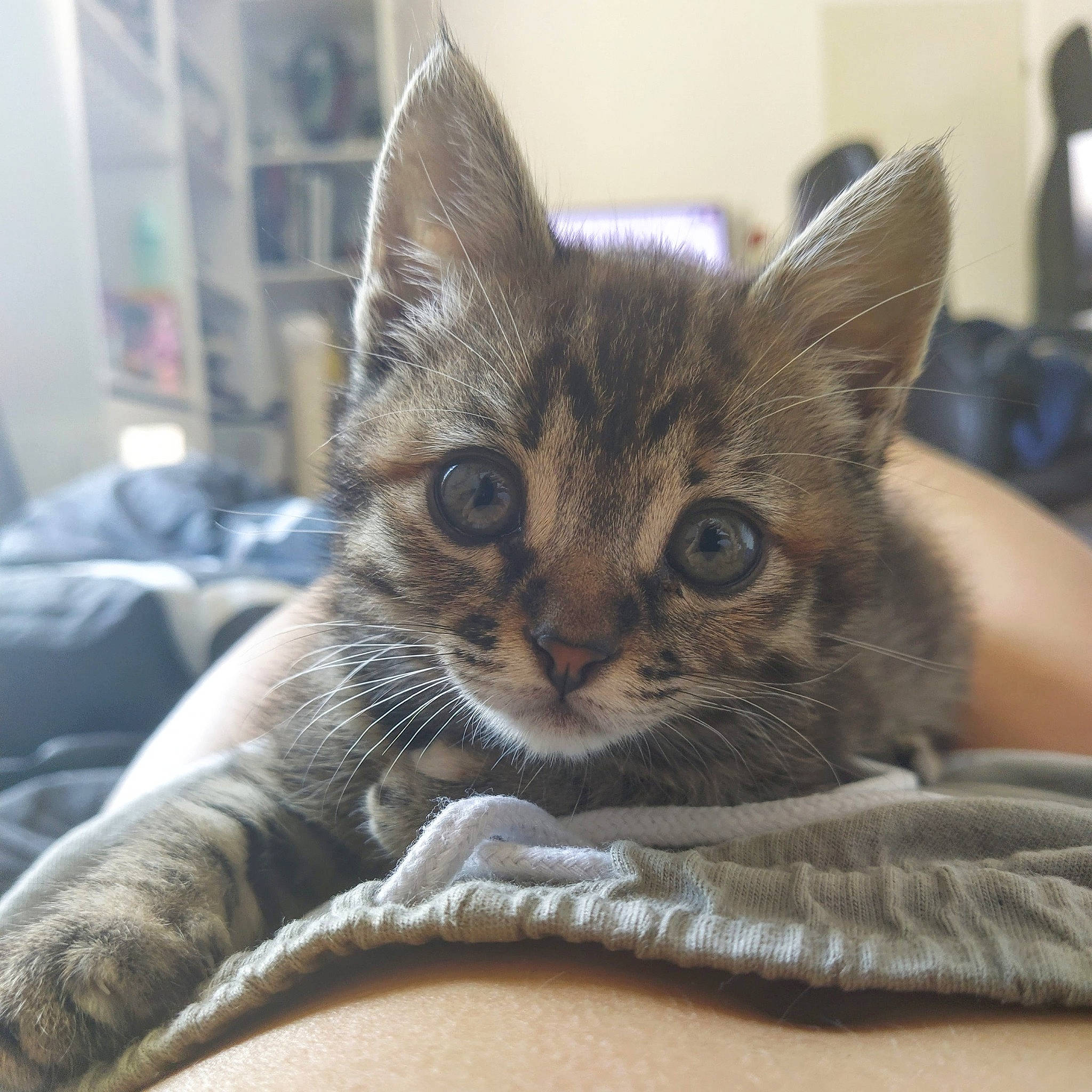 Rey a rejoint le concours — aidez-le/la à gagner de superbes lots ! american_shorthair, asian, australian_mist, california_spangled, carnivore, cat, close_up, domestic_short_haired_cat, dragon_li, european_shorthair, felidae, fur, german_rex, kitten, mammal, small_to_medium_sized_cats, snout, tabby_cat, vertebrate, whiskers