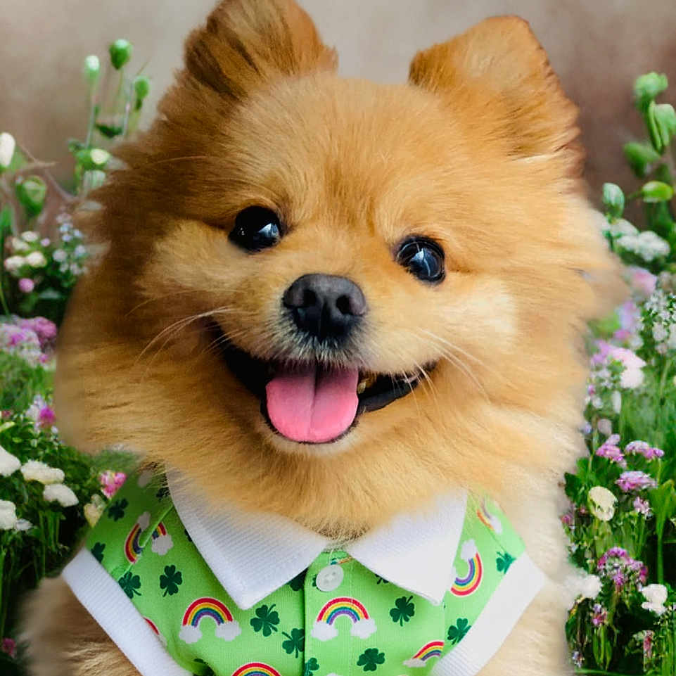Tomuki is registered to the contest to win money with this photo: black_nose, bright_eyes, brown_fur, button_shirt, close_up, clover_pattern, collarless, cute, dog, flowers, fluffy_fur, garden, green_shirt, outdoor, pet, pomeranian, portrait, rainbow_pattern, smiling, tongue