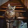 See a rejoint le concours — aidez-le/la à gagner de superbes lots ! cat, fluffy, green_eyes, stairs, wooden, pet, animal, indoor, curious, feline, portrait, soft_light, long_hair, whiskers, domestic_cat, relaxed, brown, tabby, cute, looking_up