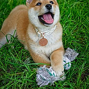 See participe au concours pour gagner de l'argent avec cette photo : dog, puppy, shiba_inu, grass, toy, rope_toy, outdoor, pet, animal, happy, playful, collar, cute, fur, canine, nature, paw, tongue, smile, young