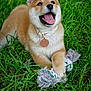 dog, puppy, shiba_inu, grass, toy, rope_toy, outdoor, pet, animal, happy, playful, collar, cute, fur, canine, nature, paw, tongue, smile, young